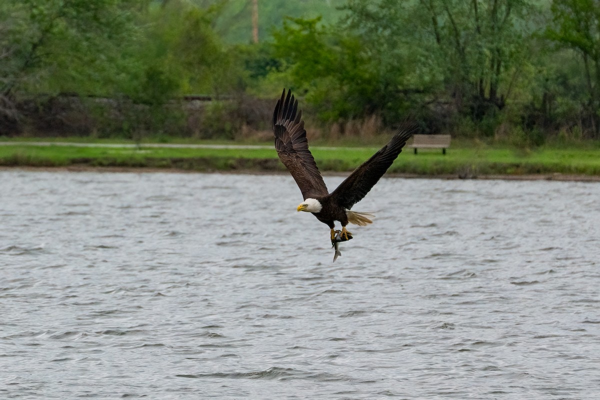 Bald Eagle - ML620433100