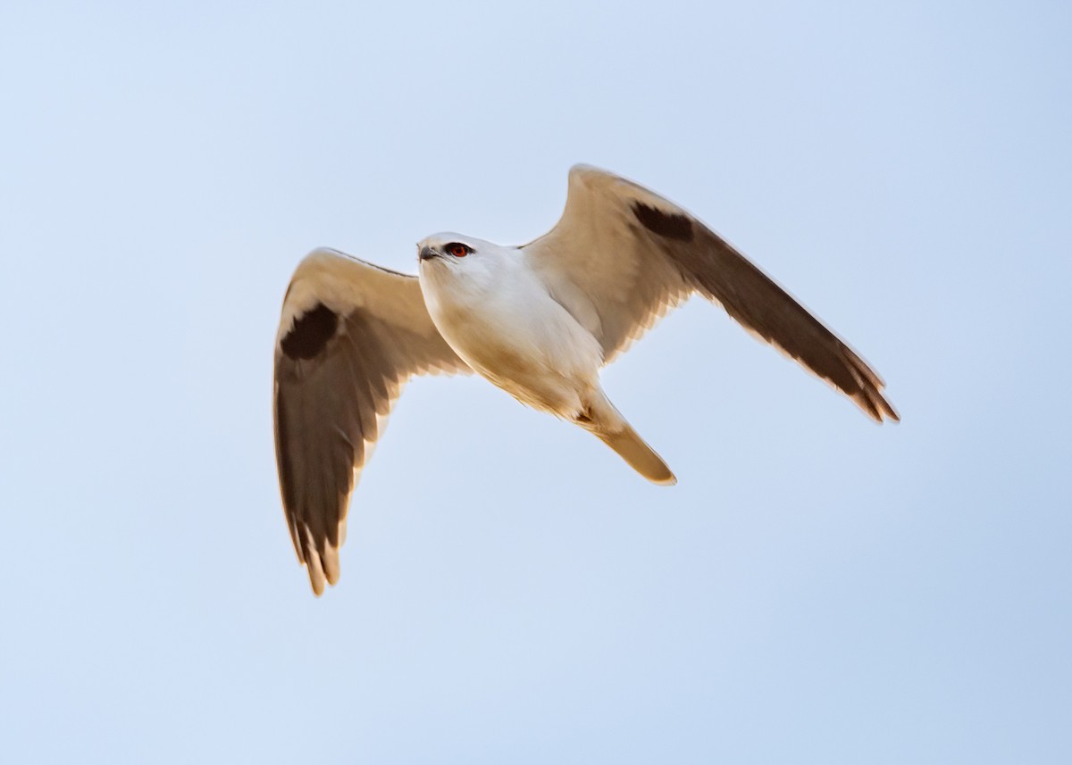 Black-shouldered Kite - ML620433104