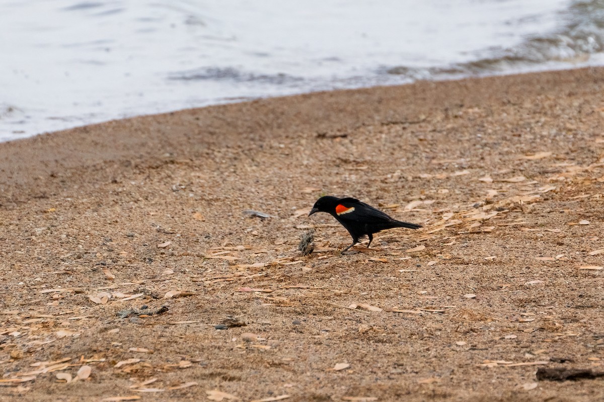 Red-winged Blackbird - ML620433110