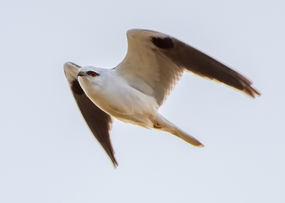 Black-shouldered Kite - ML620433111