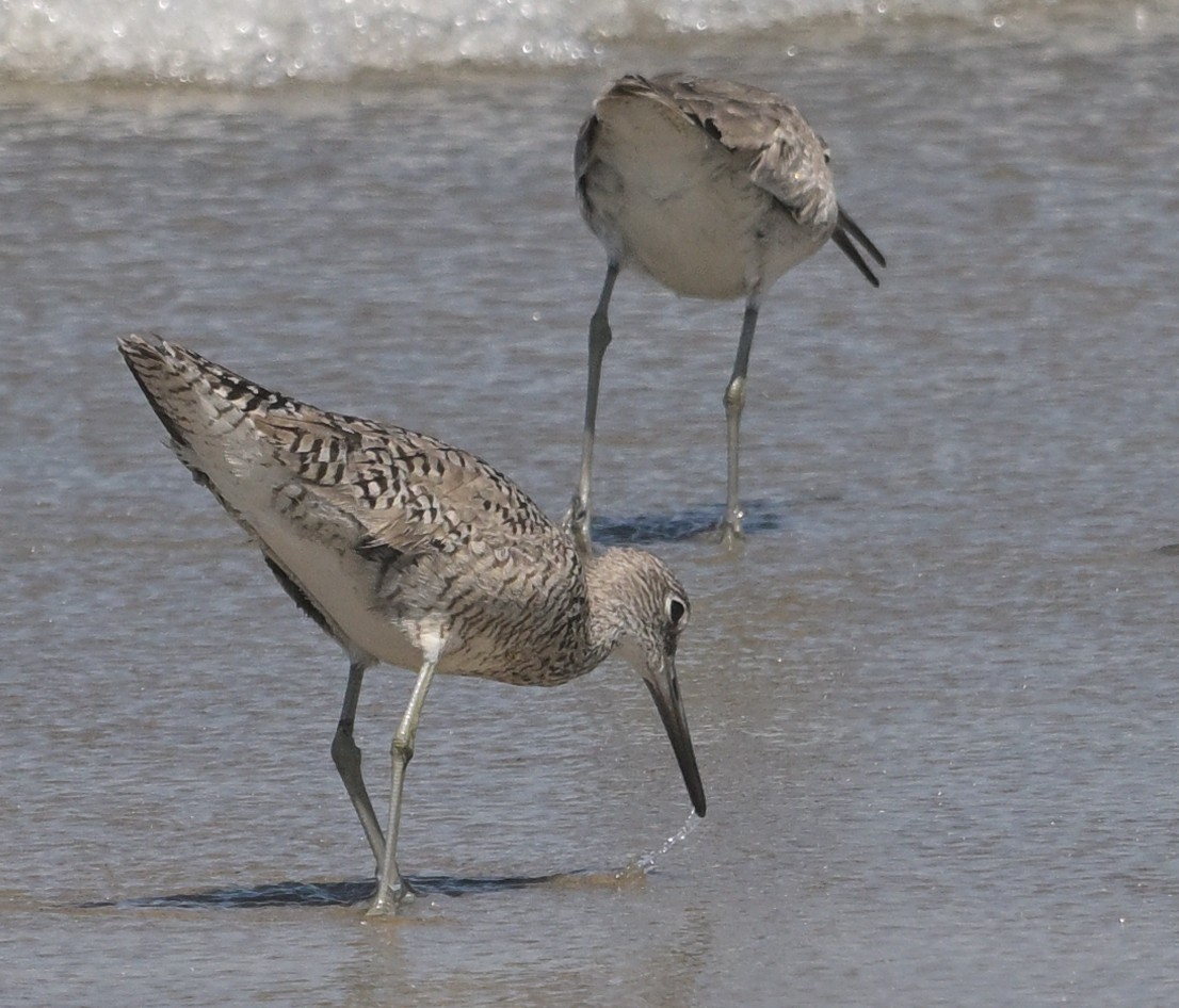 Willet - ML620433117