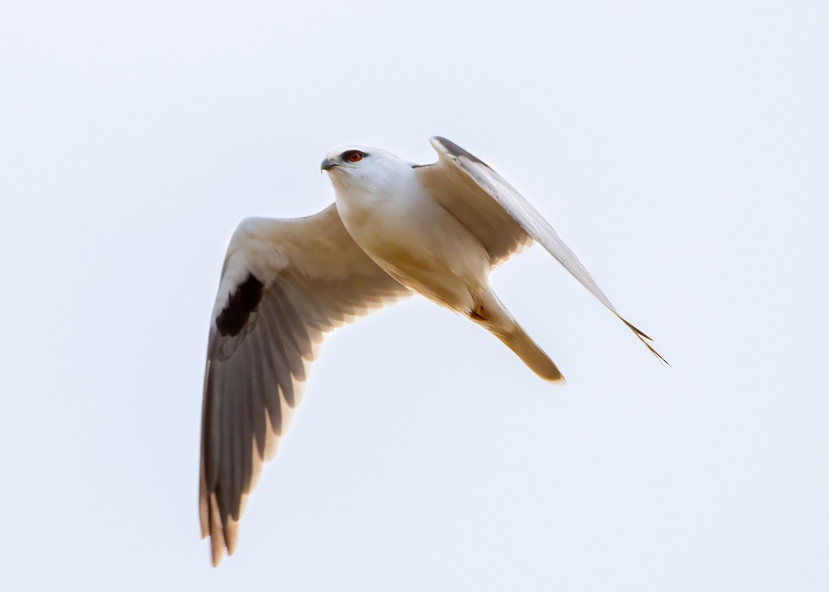 Black-shouldered Kite - ML620433118