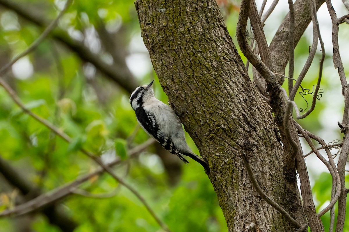 Downy Woodpecker - ML620433120