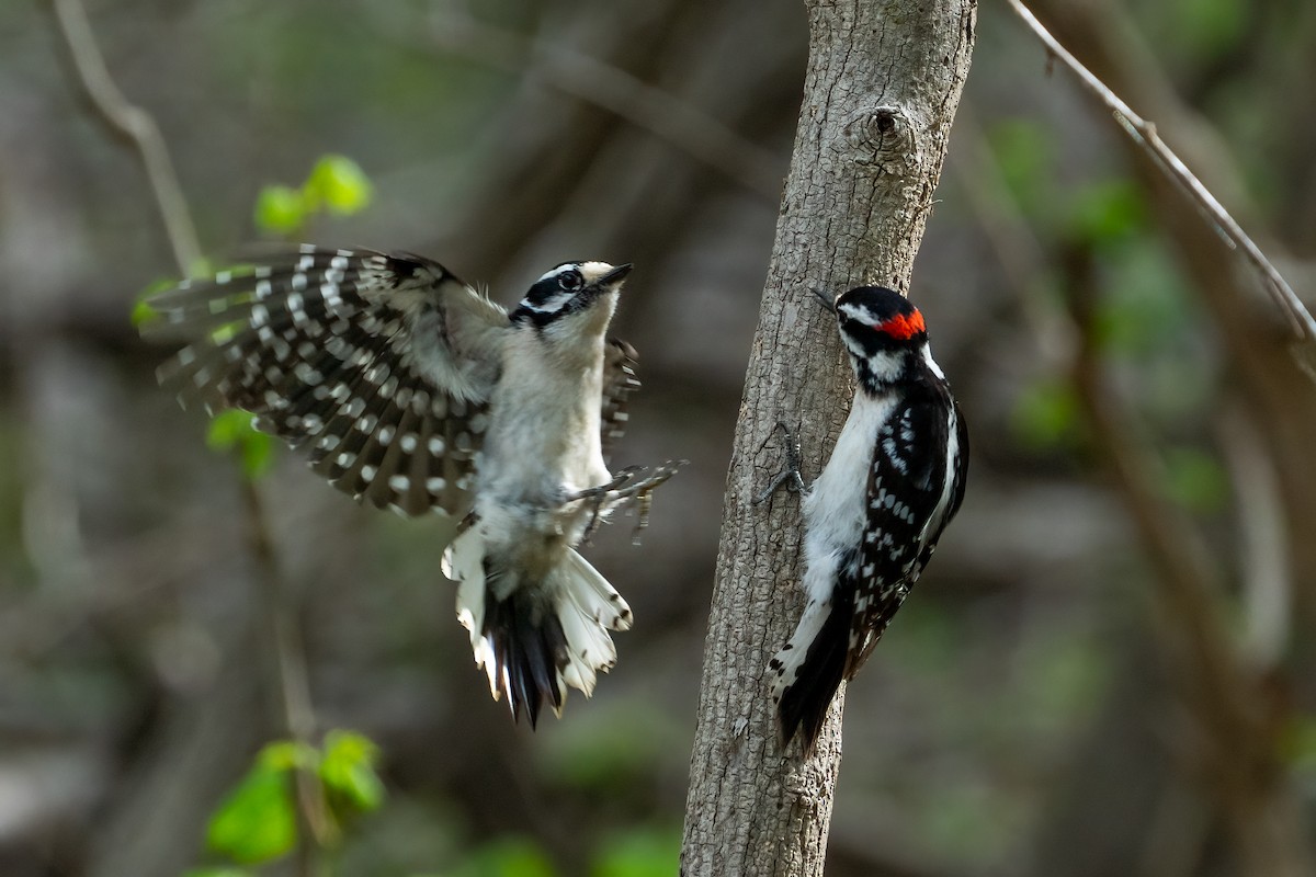 Downy Woodpecker - ML620433123