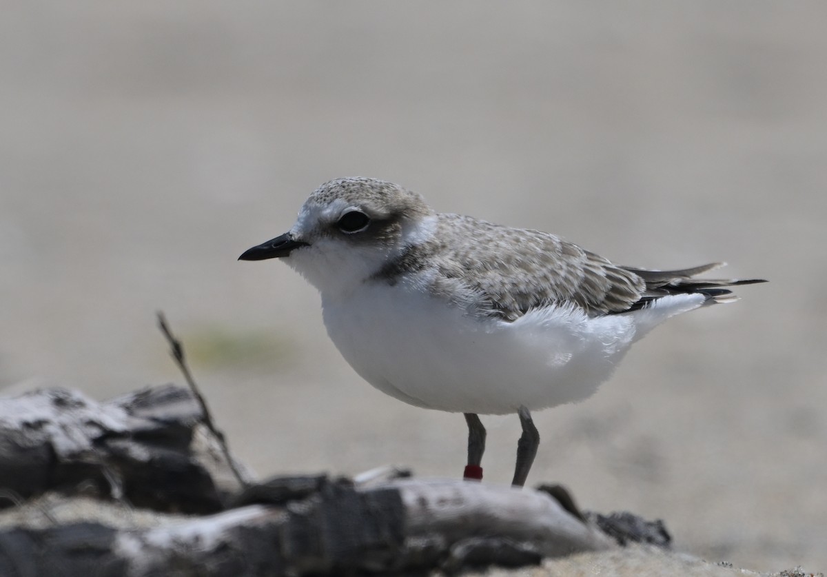 Snowy Plover - ML620433125