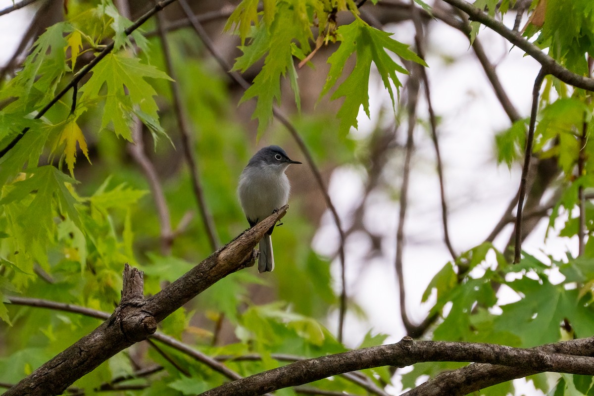 Blue-gray Gnatcatcher - ML620433128