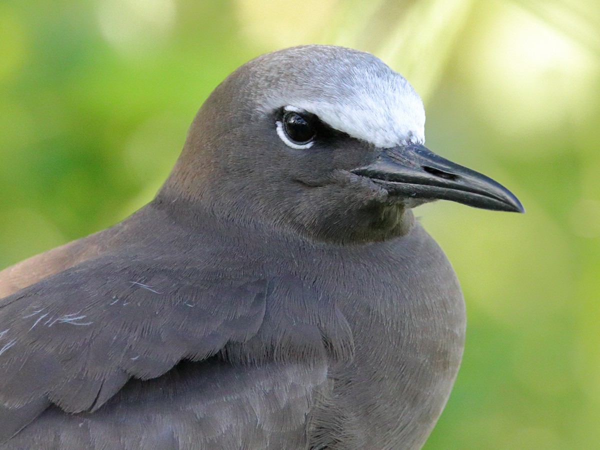 Brown Noddy - ML620433129