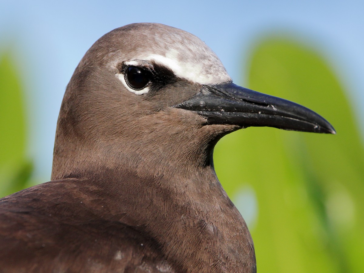 Brown Noddy - ML620433130