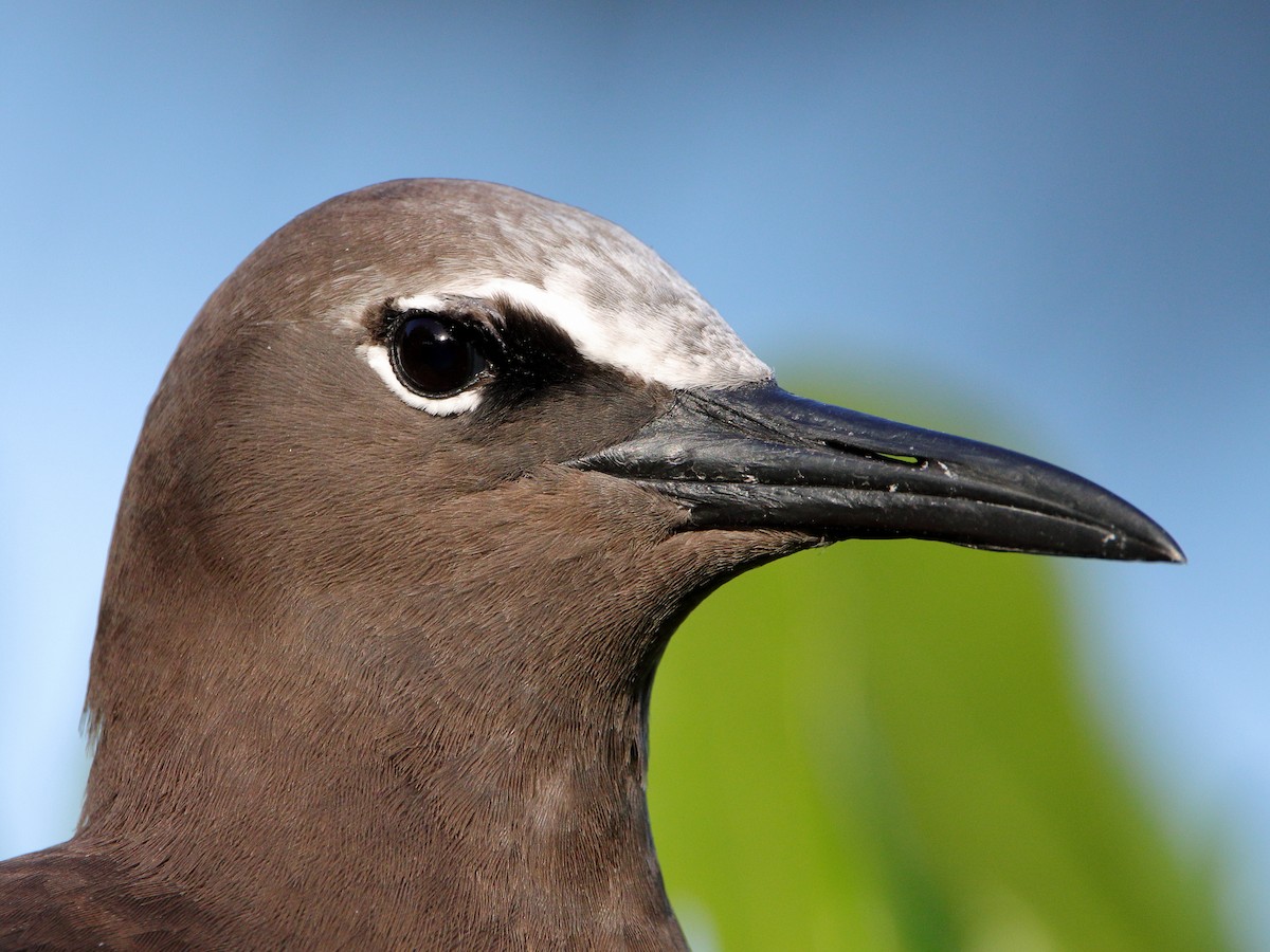 Brown Noddy - ML620433131