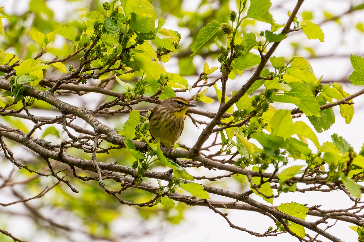 Palm Warbler - ML620433137