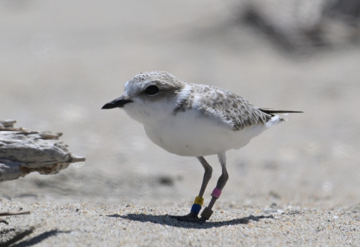 Snowy Plover - ML620433138