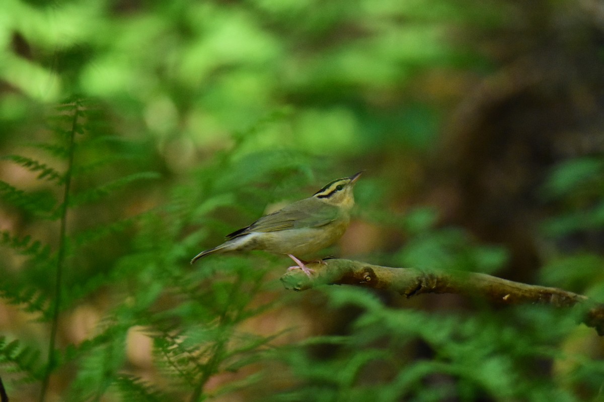 Worm-eating Warbler - ML620433140