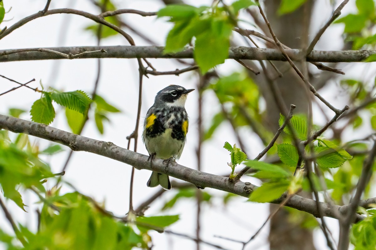 Yellow-rumped Warbler - ML620433143