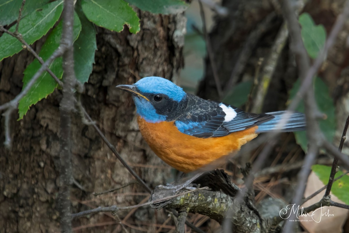 Blue-capped Rock-Thrush - ML620433145