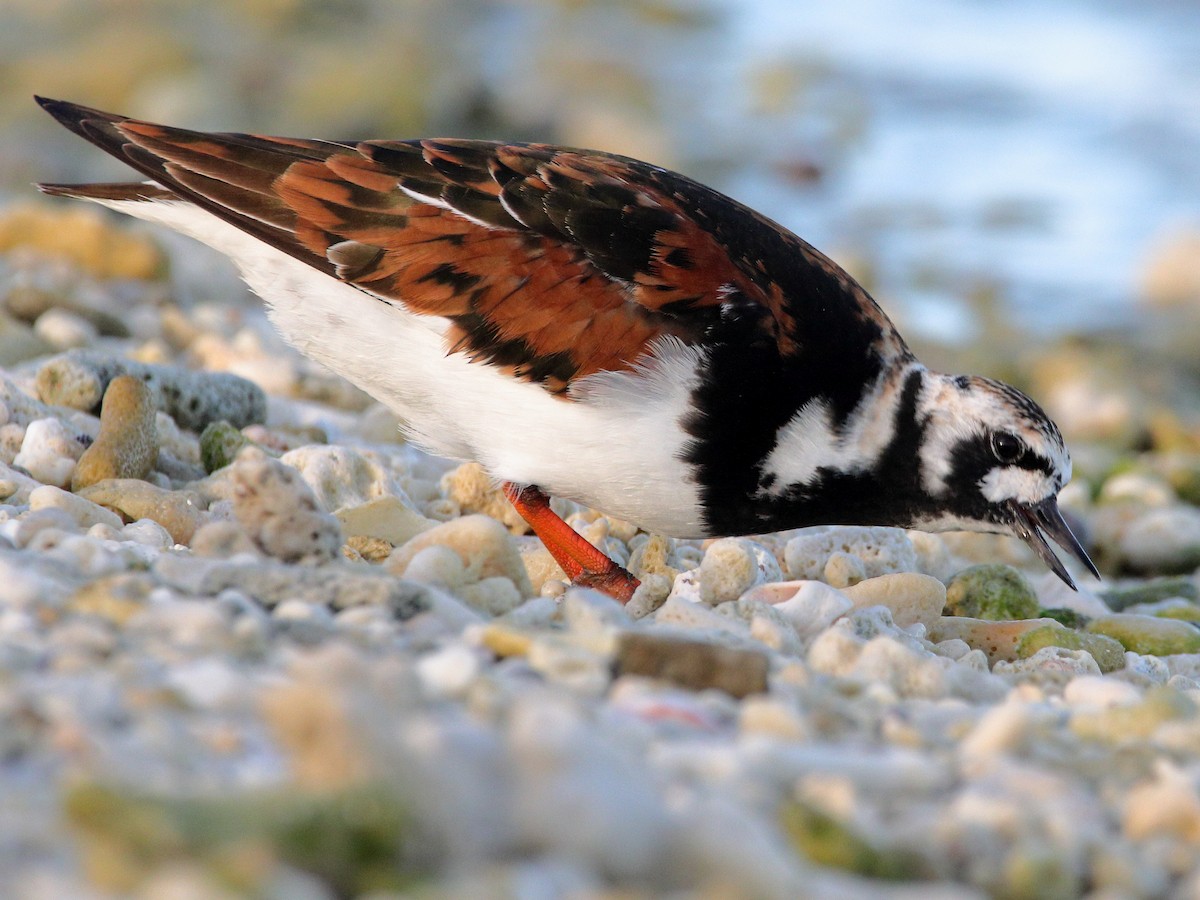 Ruddy Turnstone - ML620433148