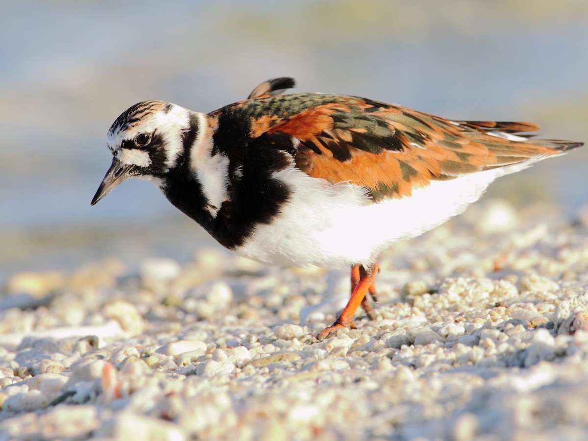 Ruddy Turnstone - Rolo Rodsey