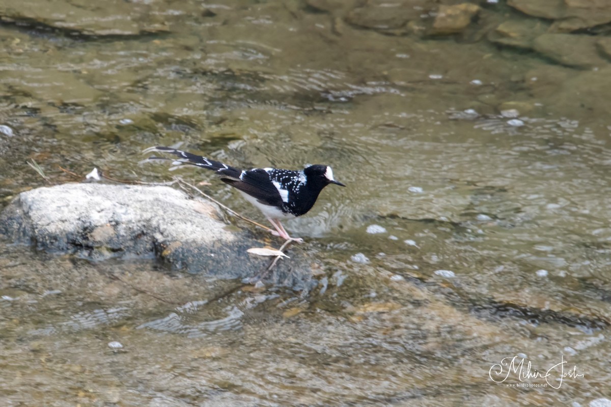 Spotted Forktail - ML620433151