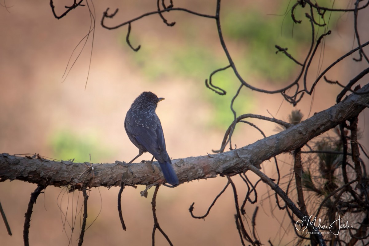 Blue Whistling-Thrush - ML620433152