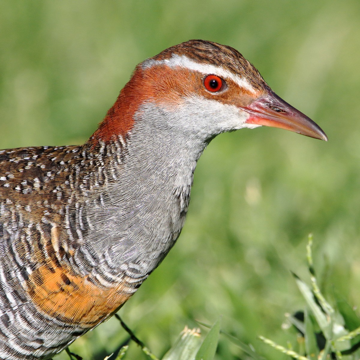 Buff-banded Rail - ML620433153