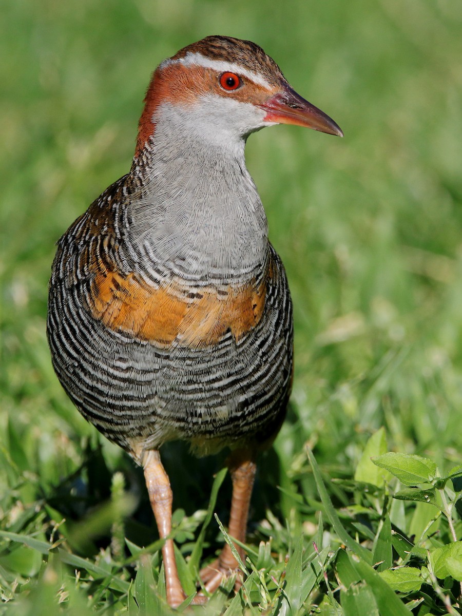 Buff-banded Rail - ML620433154