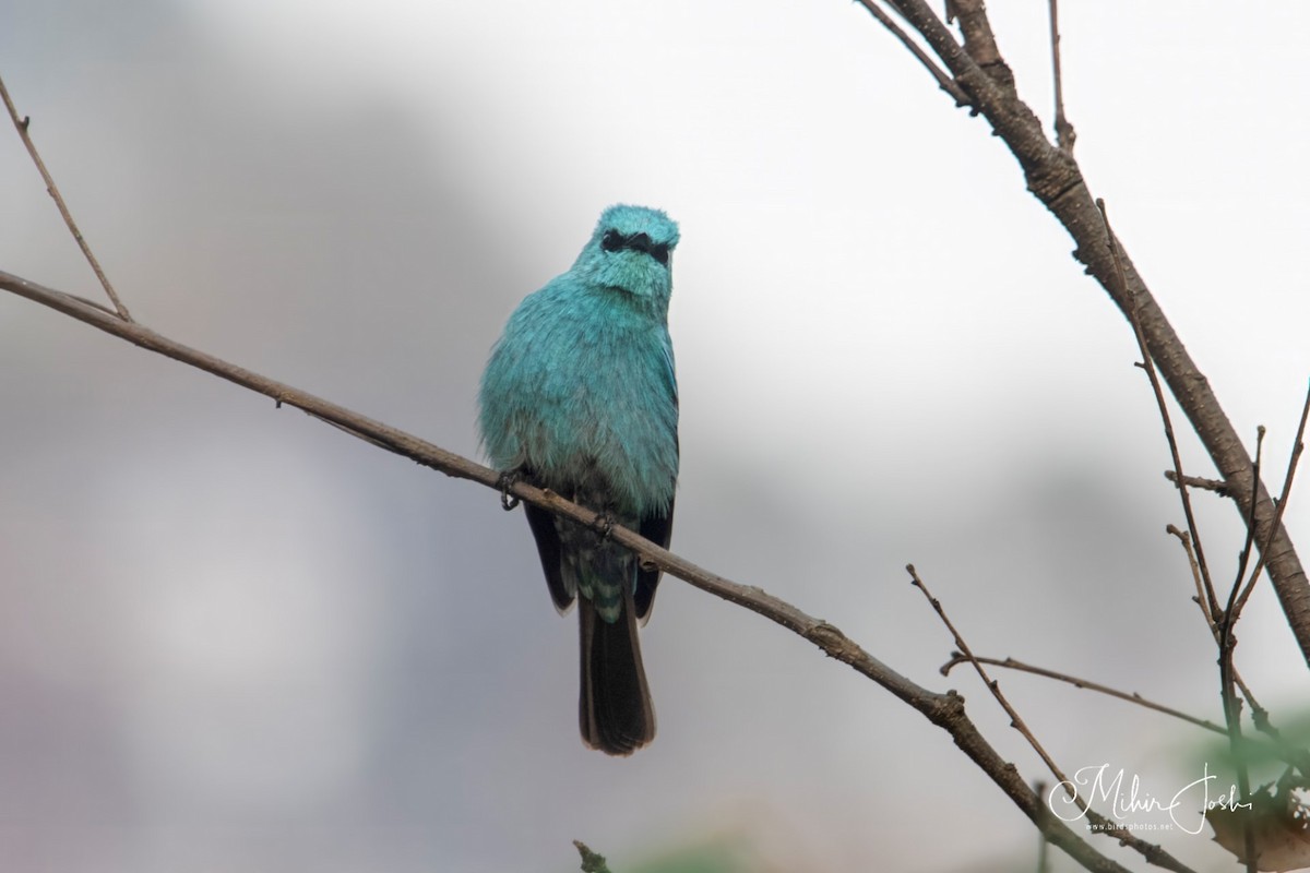 Verditer Flycatcher - ML620433155