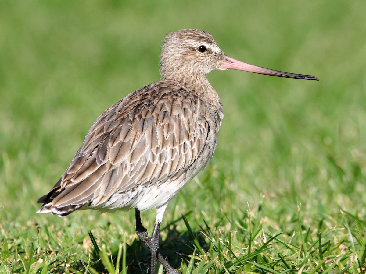 Bar-tailed Godwit - ML620433157