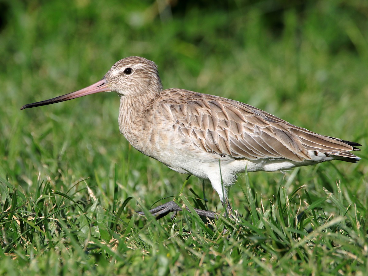 Bar-tailed Godwit - ML620433158