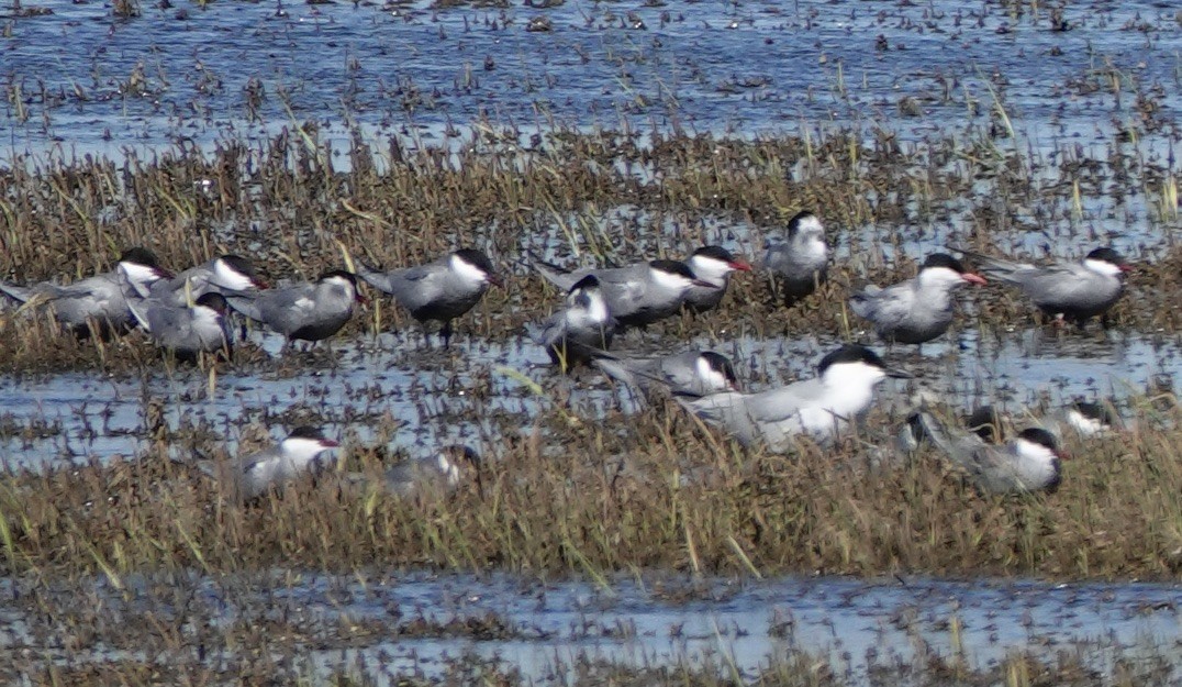 Whiskered Tern - ML620433160