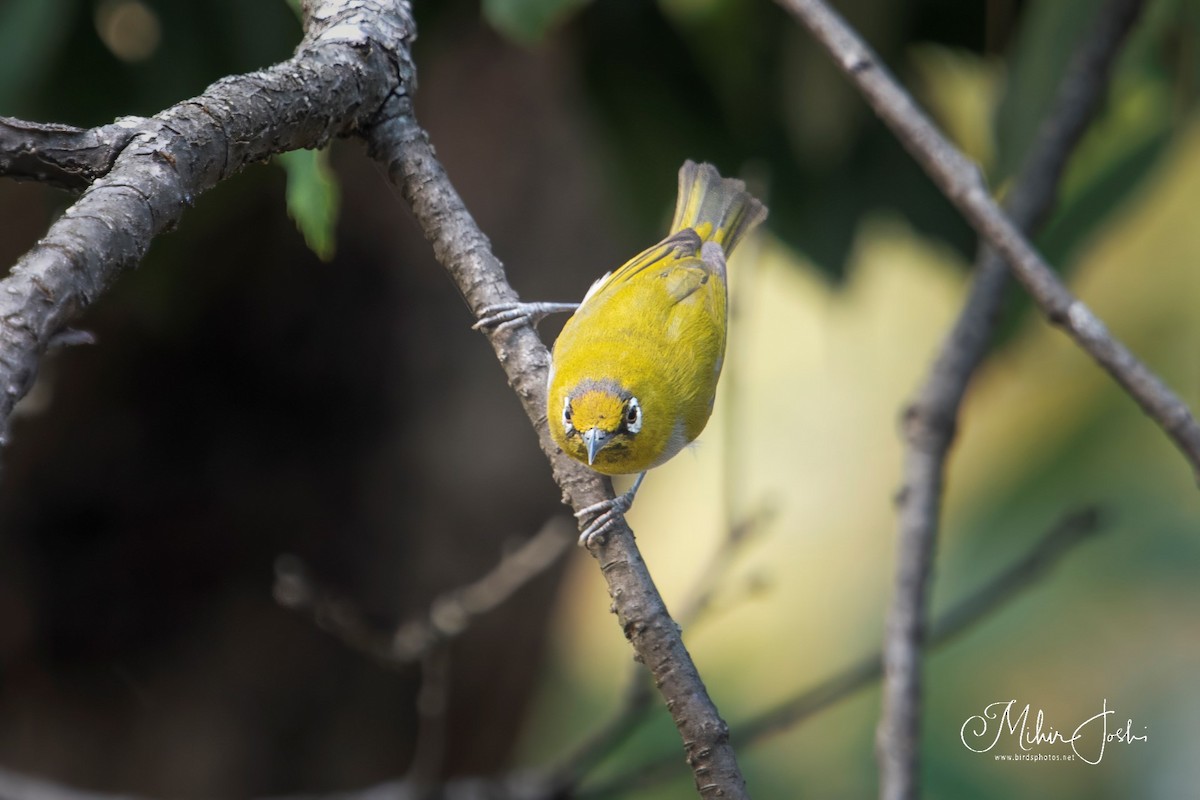 Indian White-eye - ML620433161