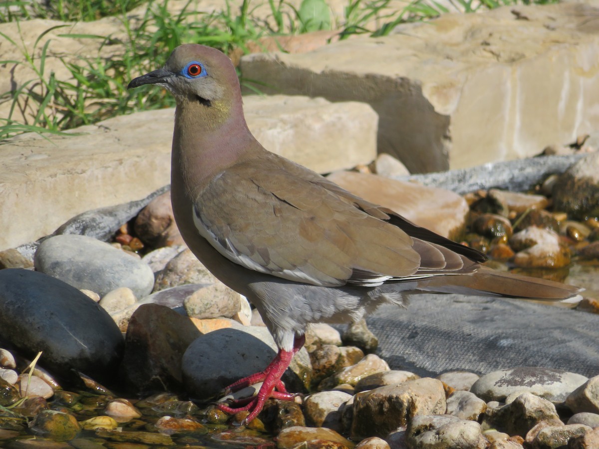 White-winged Dove - ML620433162