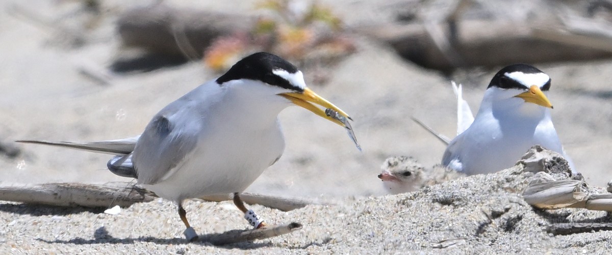 Least Tern - ML620433164