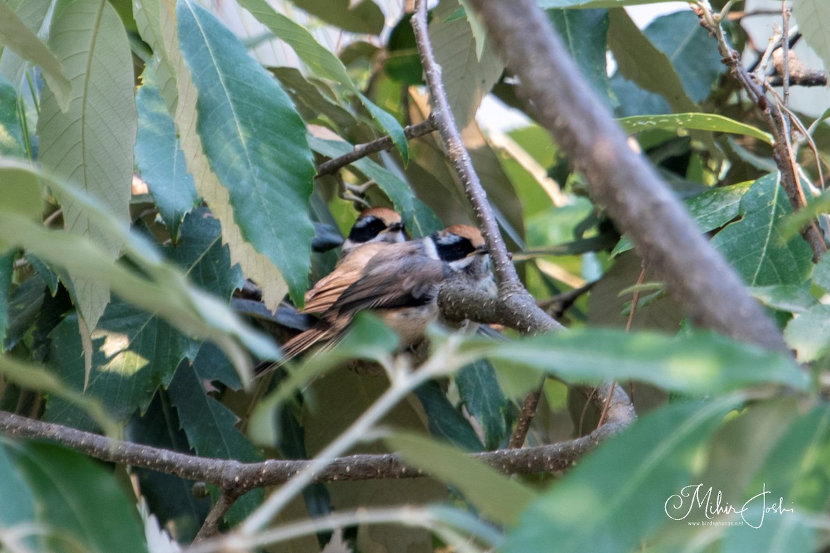 Black-throated Tit - ML620433166