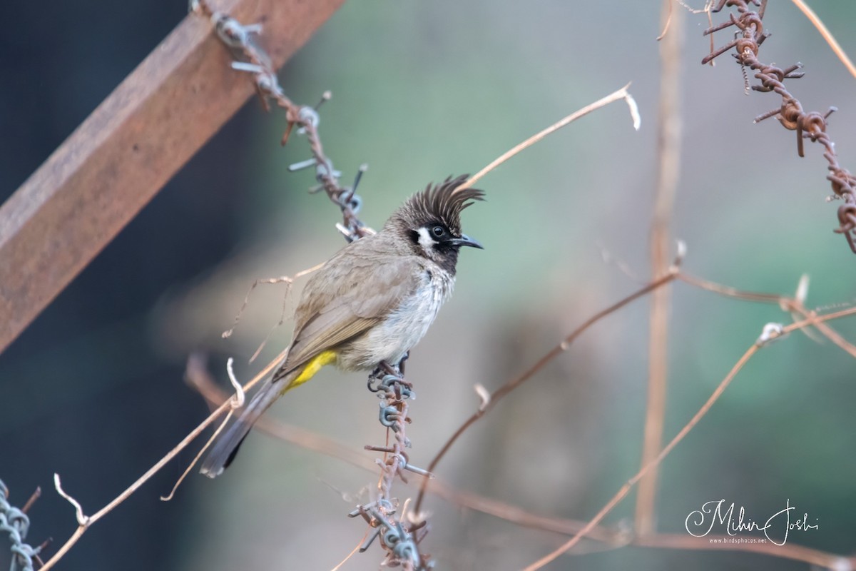 Bulbul à joues blanches - ML620433168