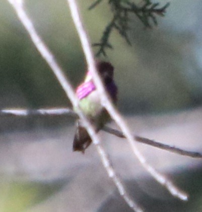 Costa's Hummingbird - ML620433169