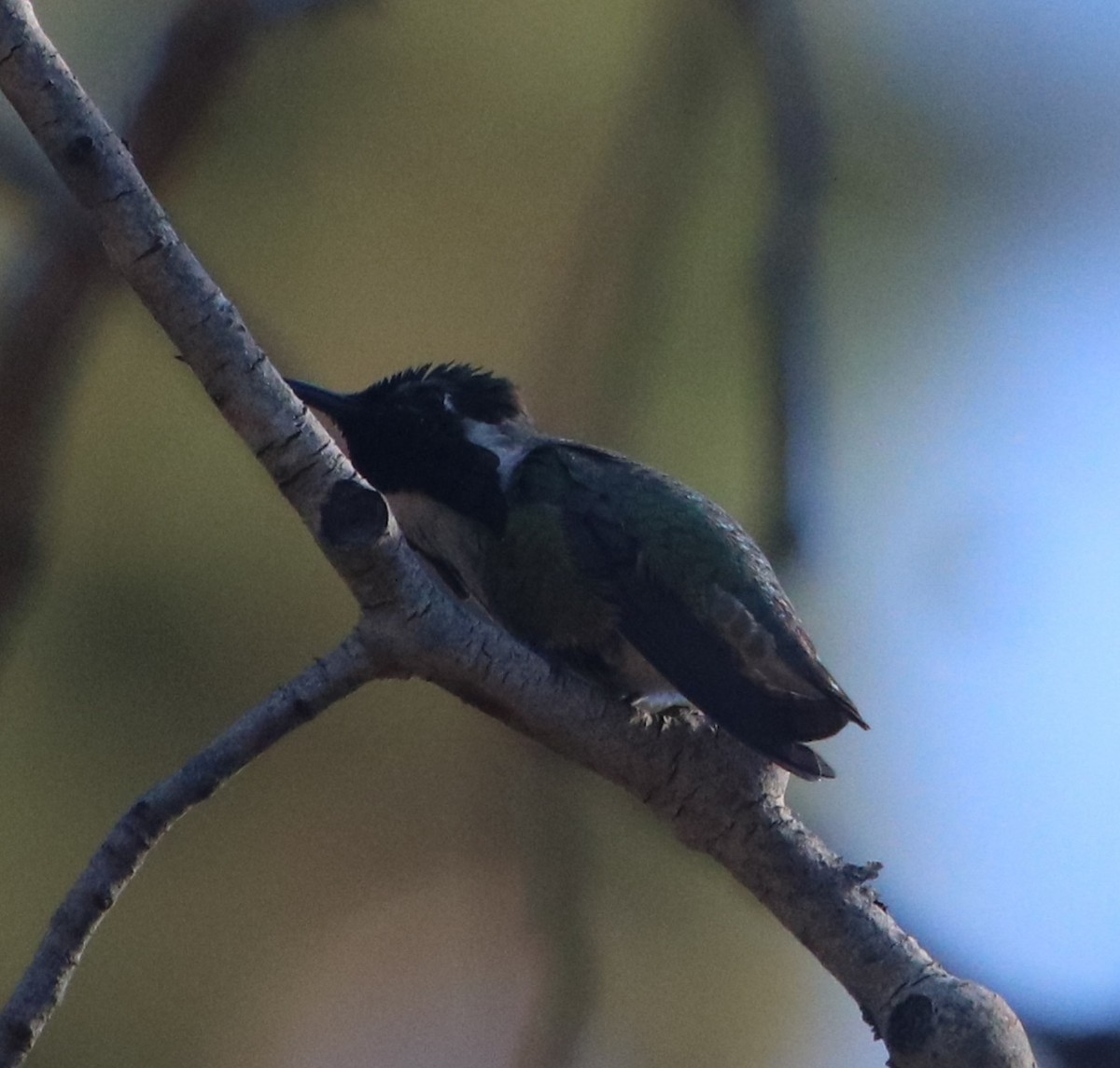 Costa's Hummingbird - ML620433170