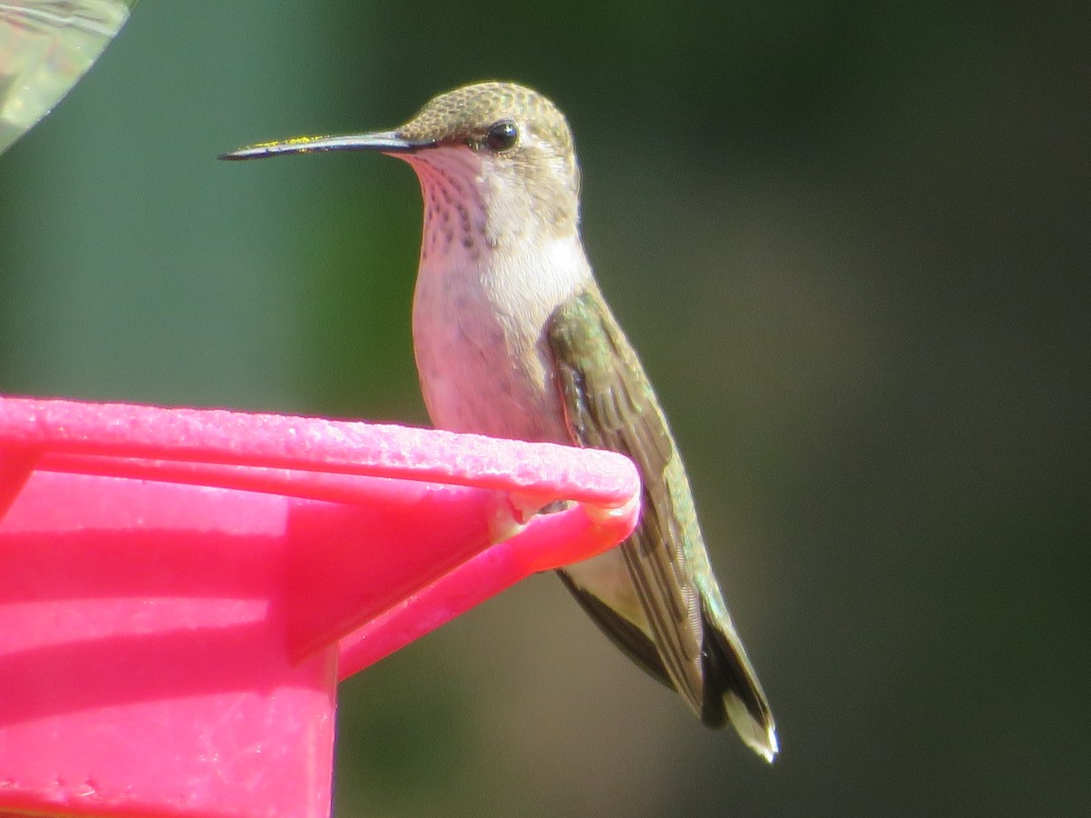 Colibri à gorge noire - ML620433172