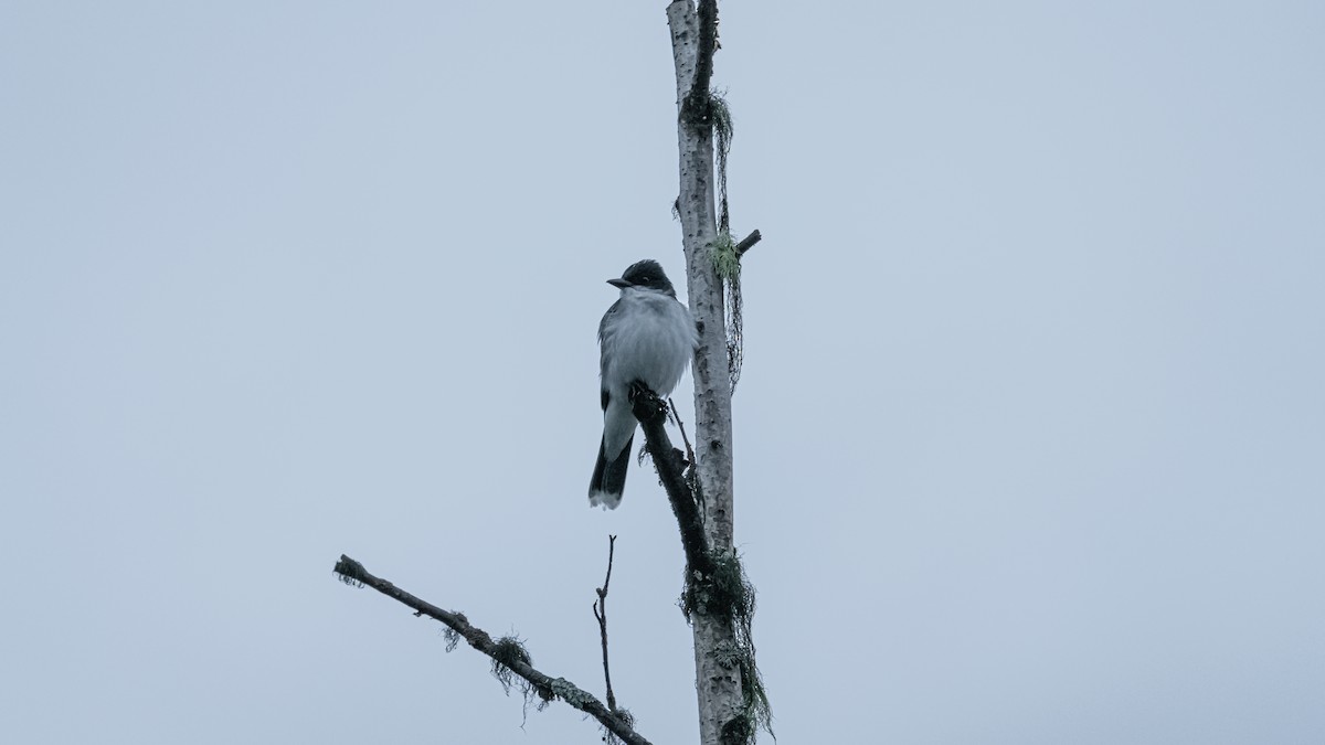 Eastern Kingbird - ML620433174