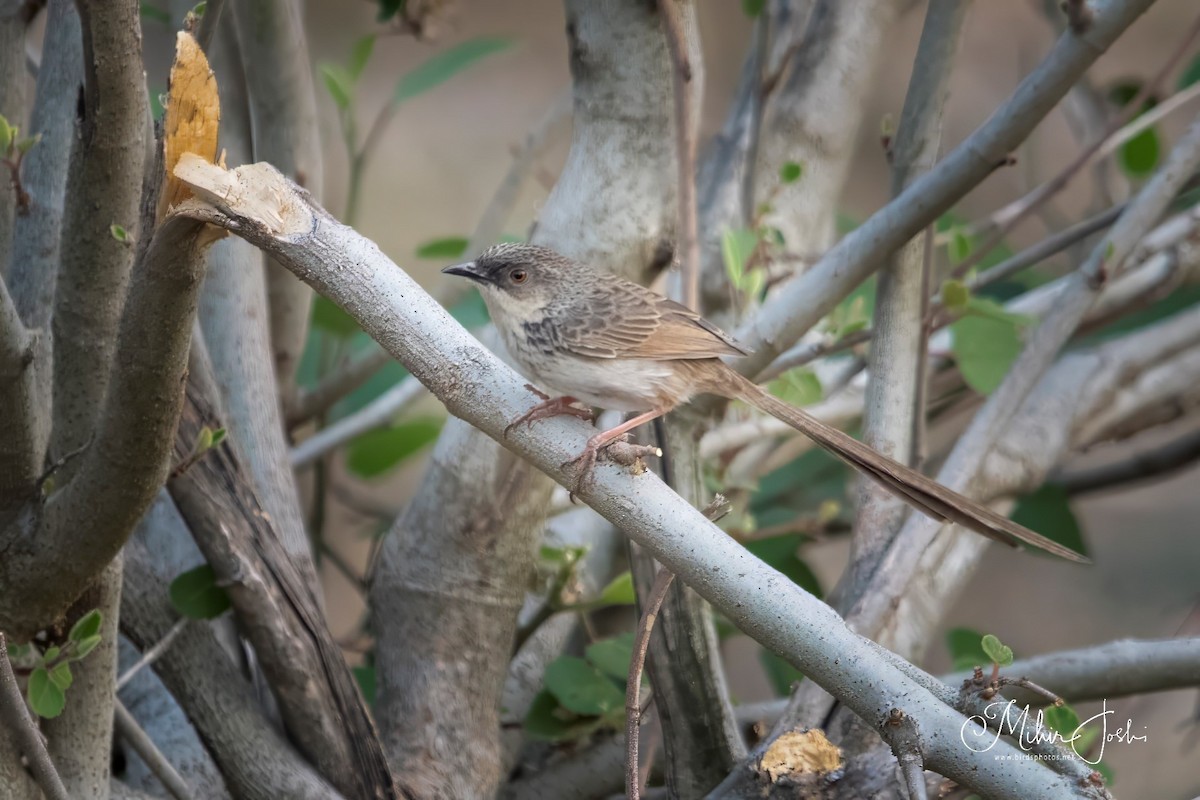 Prinia del Himalaya - ML620433175