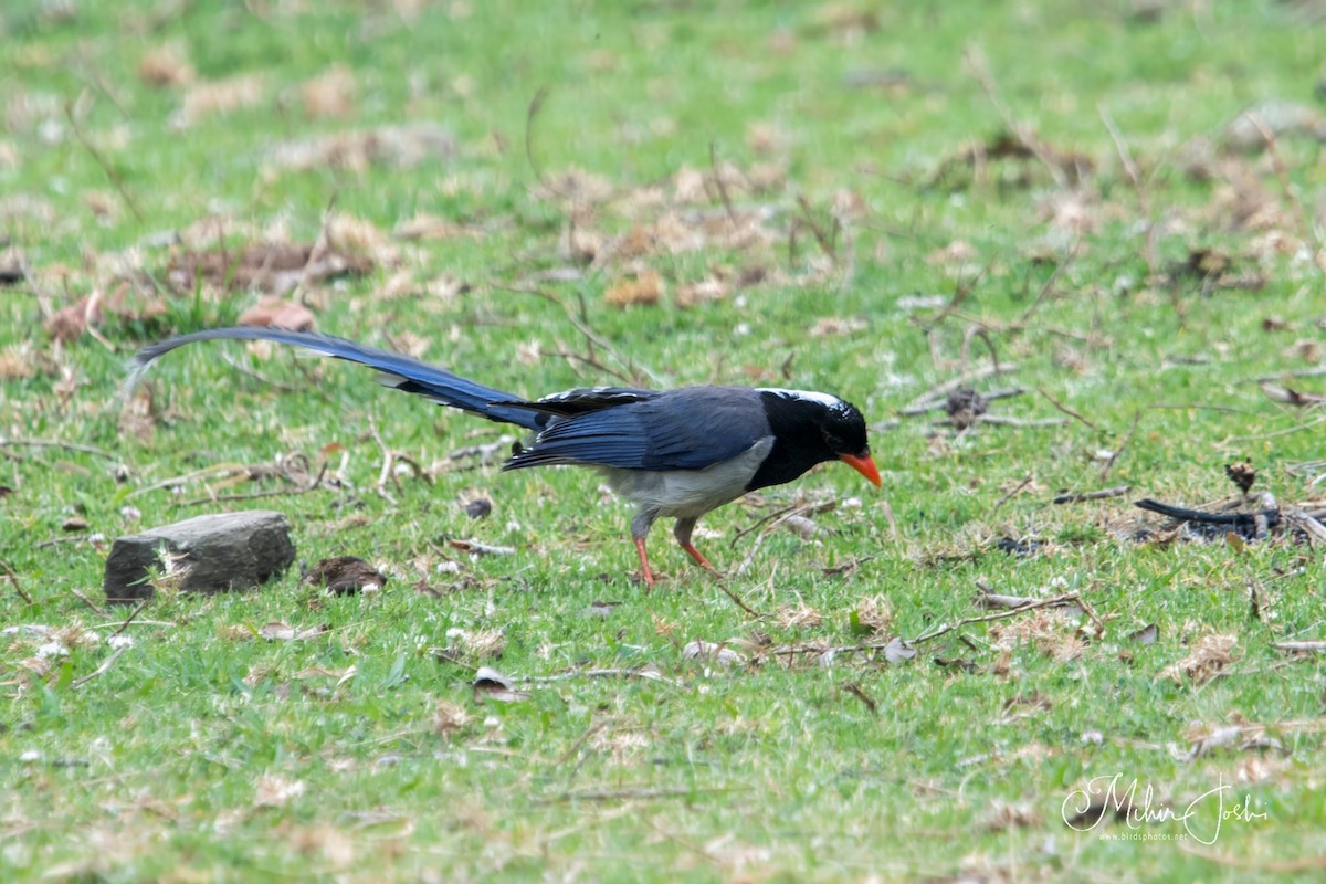 Red-billed Blue-Magpie - ML620433178