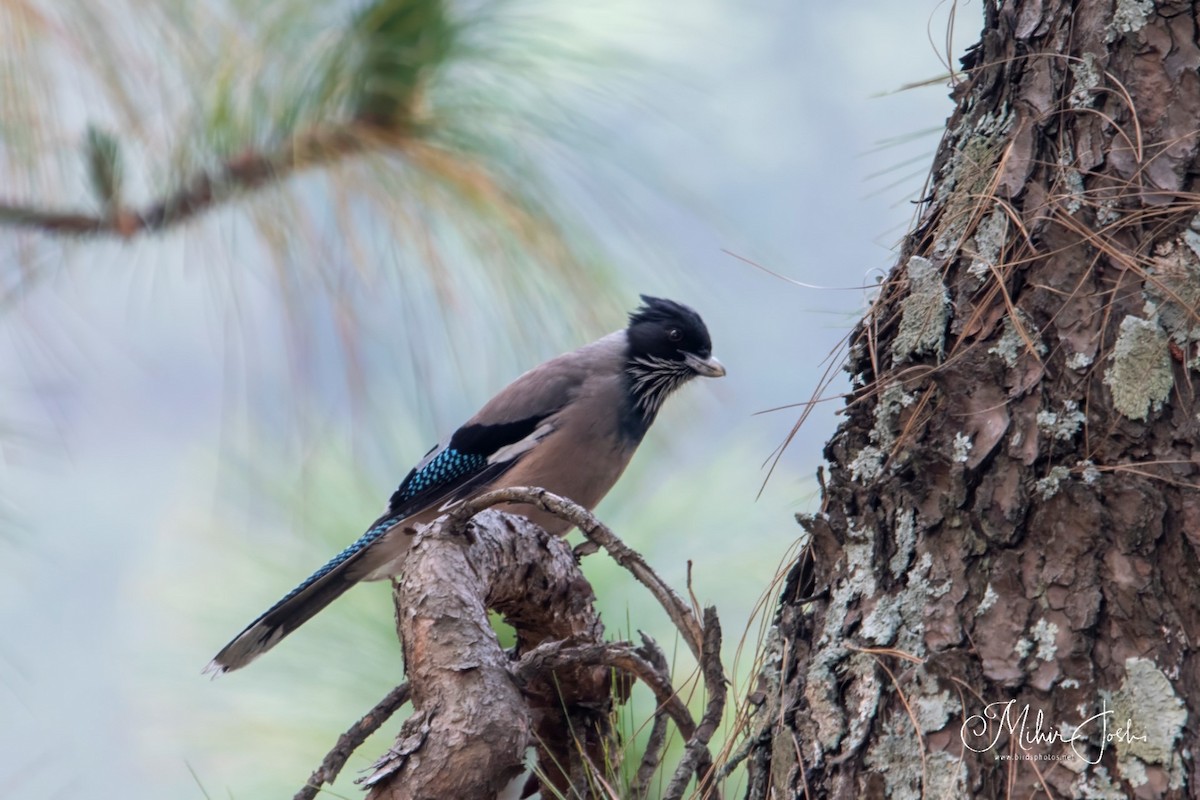 Black-headed Jay - Mihir Joshi