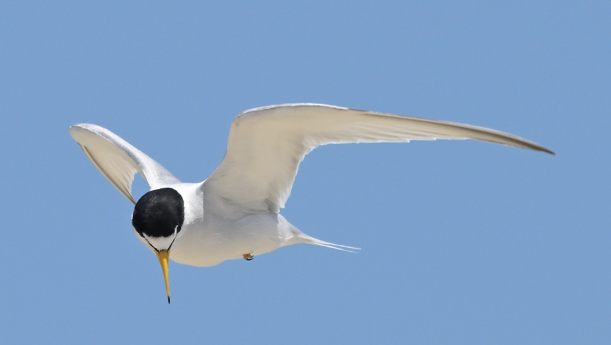 Least Tern - ML620433182