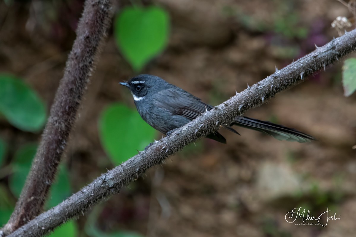 White-throated Fantail - ML620433183