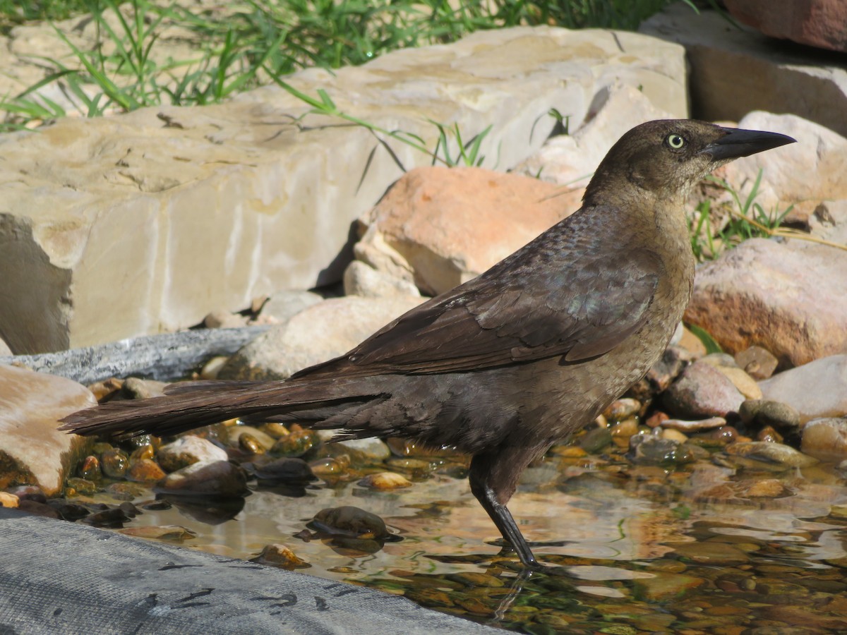 Great-tailed Grackle - ML620433184
