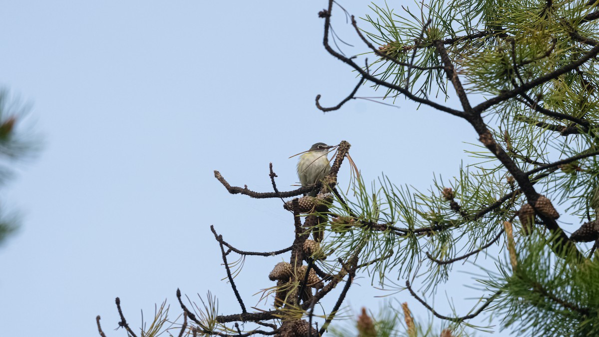 Blue-headed Vireo - Aaron Barker