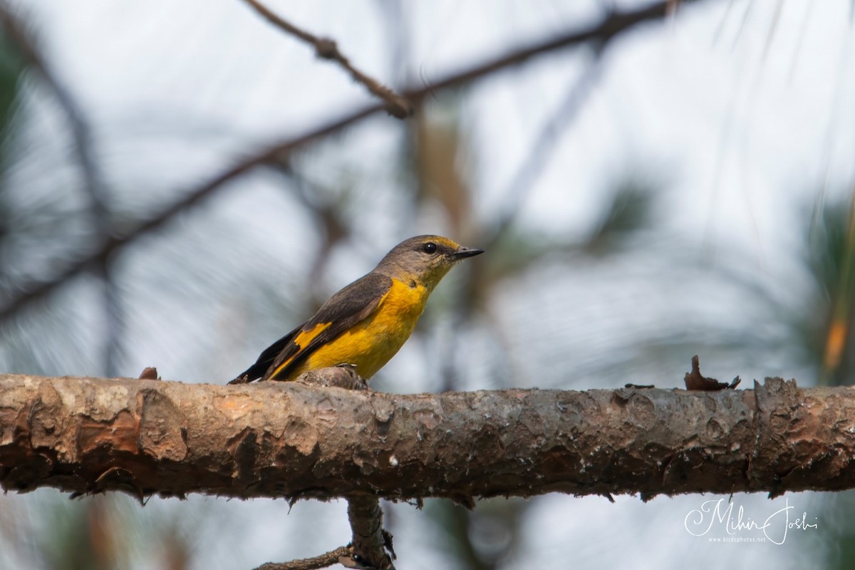 Long-tailed Minivet - ML620433188