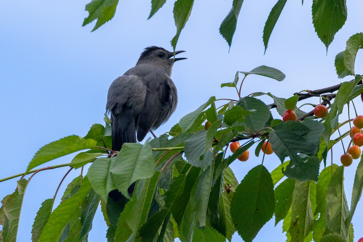 Gray Catbird - KIRK BELLER