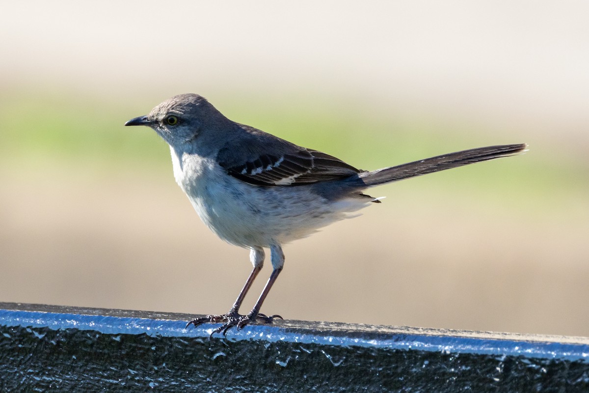 Northern Mockingbird - ML620433194