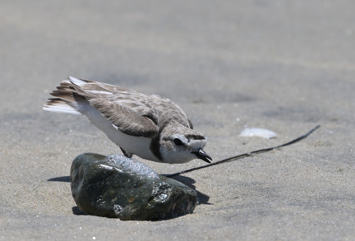 Snowy Plover - ML620433196