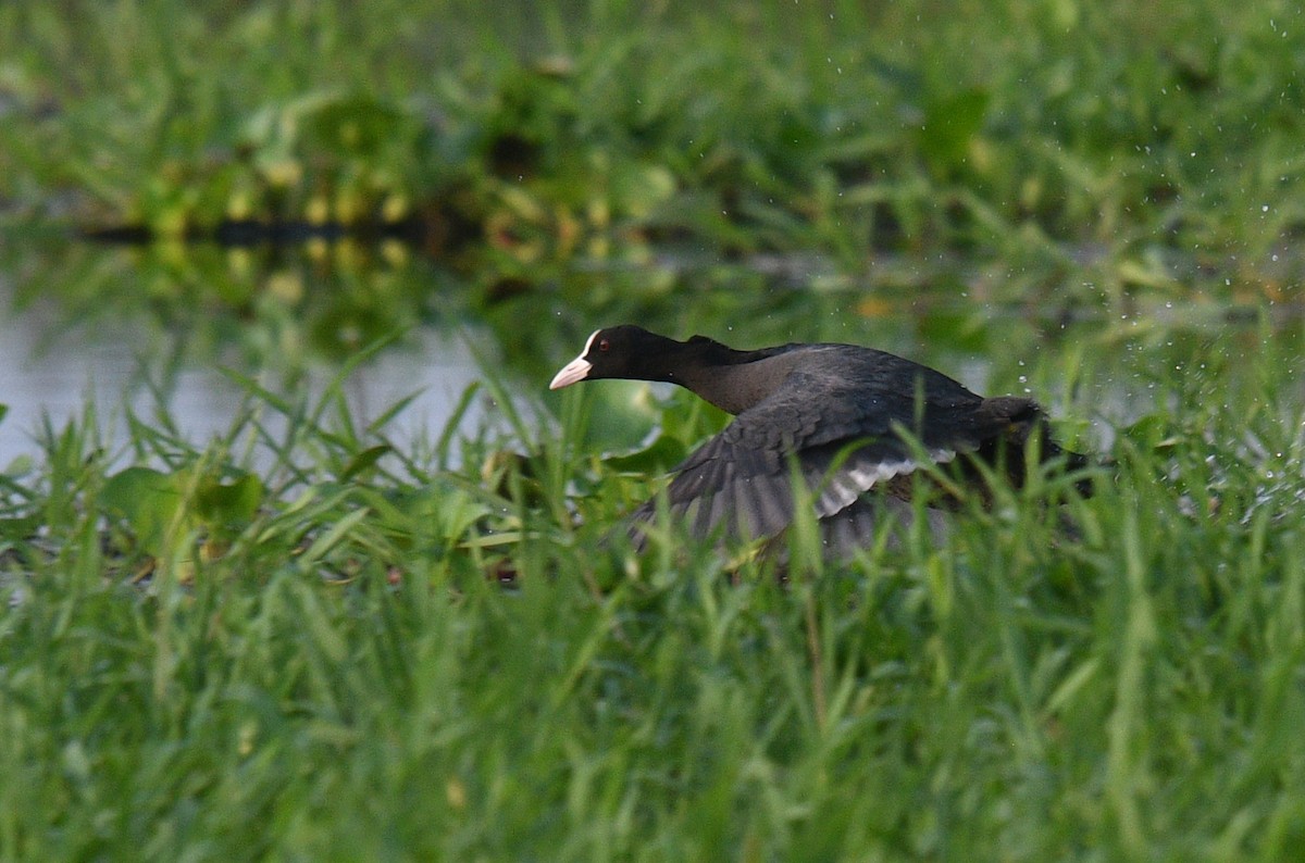 Eurasian Coot - ML620433197