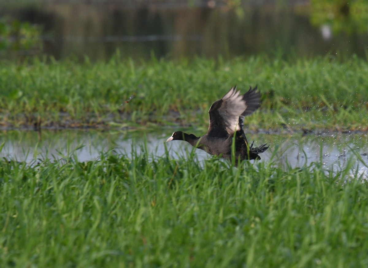 Eurasian Coot - ML620433199